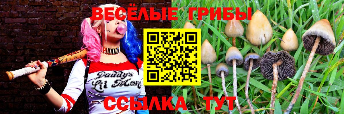 Псилоцибиновые грибы Psilocybine cubensis Железноводск